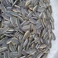 2021 crop China Xinjiang origin wholesale 361 sunflower seeds size 180-185 ton-pirce